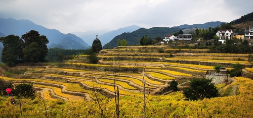 并列第一：高山梯田-姚祖耀